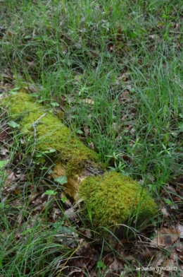 jardin,st Astier,colline 050.jpg