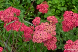 chez Willy,jardin 024.JPG