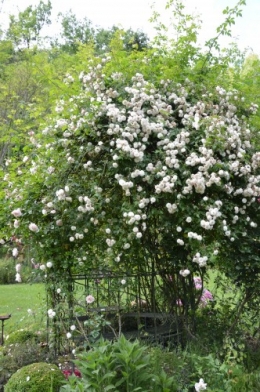 tour du jardin en juin 134.JPG