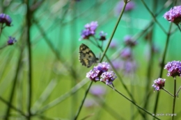 coeur des fleurs,papillons,libellules 163.JPG