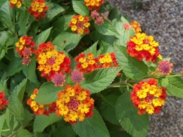 été