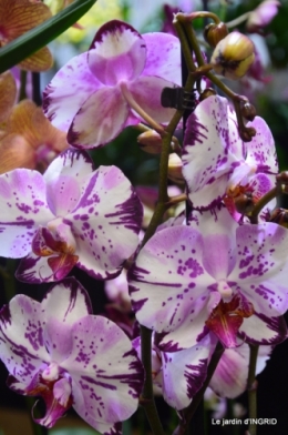 Orchidées,Noel jardiland,lever du soleil 041.JPG