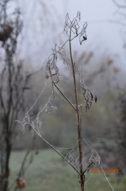 bourdon,givre,le chat 033.JPG