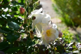 Julie,Lalinde,Cygnes,Roses,Osier à Monbazillac 102.JPG