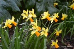 paillage,primevères,jonquilles,jardin 015.JPG