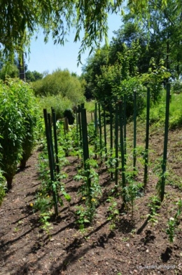 chez Fabien,le canal,jardin,hémérocalles,le souci,potager 165.JPG