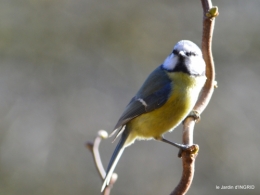 oiseaux,grotte du coulobre 080.JPG