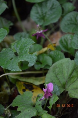 mésanges, nid frelons,fleurs décembre 128.JPG