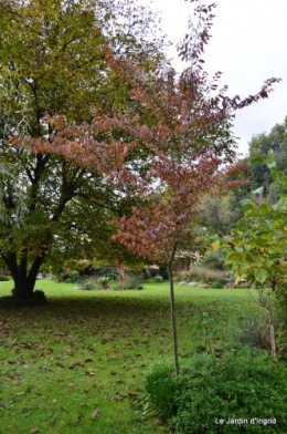 automne,arbres,inondation 008.JPG