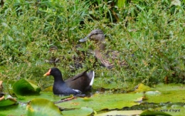 puces Lalinde,bébés canards,au moulin souci 077.JPG