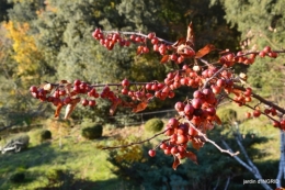 fin de l'automne,Lalinde,bouquet de l'avent 015.JPG