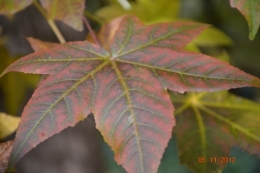 Ciron,feuilles d'automne,safran,taille érable 095.JPG