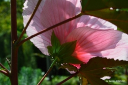 Ines,bouquet,hibiscus rose,cygnes,jardin 138.JPG