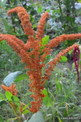 lantanas,jardin aout, 063.jpg