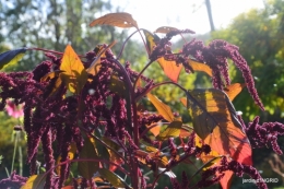 couleurs d'automne,bouquet,lune 142.JPG