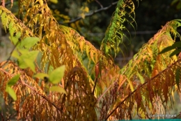 automne jardin,la rue,abeilles,les p filles 056.JPG