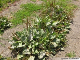 plantago-major-600x450.jpg