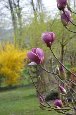 chevreuil,jardin,Paques avec les enfants 043.JPG