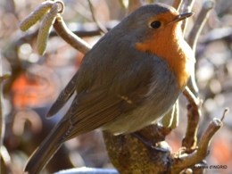 jardin givré,oiseaux 050.JPG