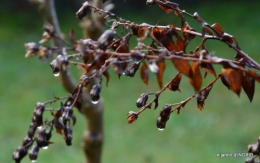 mésanges,jardin janvier 003.JPG