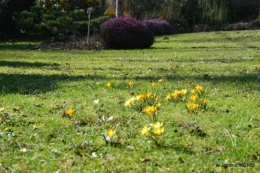 St valentin,SOL,oiseaux,hélébores,jardin 074.JPG