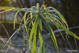 colline,jardin givré 014.JPG