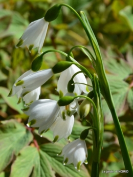 semis,bassin,tour du jardin 103.JPG