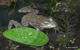 les jardins d'eau de Carsac 007.JPG