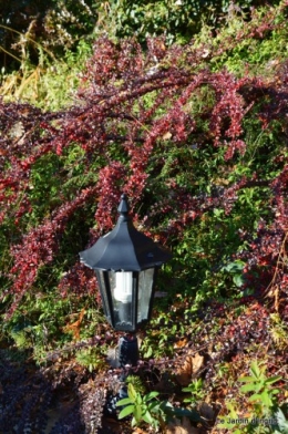 dernières automne,givre,chat 015.JPG