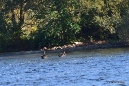 sentier des cygnes,automne novembre 076.jpg