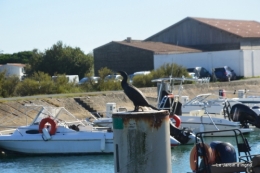 l ile de Ré,jardin automne 099.JPG