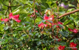 jardin,roses,cabane 138.JPG