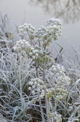 givre,maison,oiseaux 054.JPG