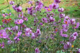 jardin Mme Perichou,grandes fleurs,bouquet,jardin 040.JPG