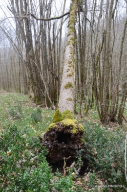 les jonquilles des bois 014.jpg