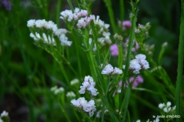 Fleurettes,Dordogne,jardin 175.JPG