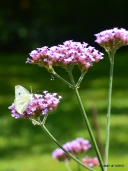 jardin,papillons,Cadouin,légumes,Sophie, 161.JPG