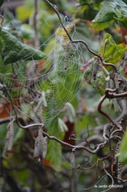 brouillard le matin d'automne 126.JPG