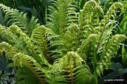 jardin soir et matin 093.JPG