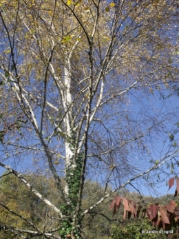 magasin,expo Bordeaux,jardin automne 056.JPG