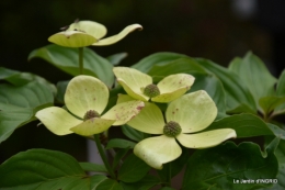 Fouleix,marguerites,hostas 001.JPG