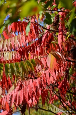 rhus,colline,buis taillé,noix,manthe religieuse,bouquet 068.JPG