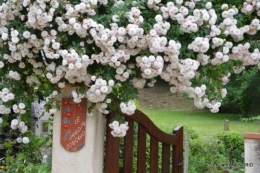 roses,marguerites,MOI,fêtes des mères avec les enfants 080.JPG