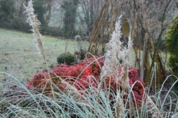 jardin givré,oiseaux 058.JPG