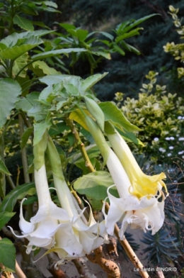 panier,composition,St Astier,jardin,lavande 057.JPG