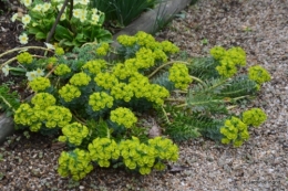 jardin en mars 081.JPG