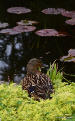 canard,tableau,hostas 003.JPG