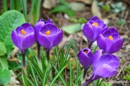 pluie,violettes,hélébores,jonquilles,jardin 053.JPG