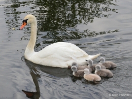 bébés cygnes,iris,clématite 023.JPG