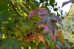 automne jardin,la rue,abeilles,les p filles 084.JPG